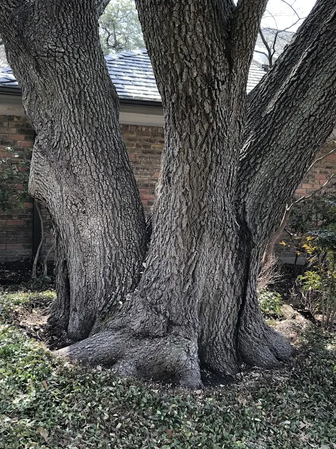 Mature heritage tree close to a Niagara Falls property cared for by certified arborists